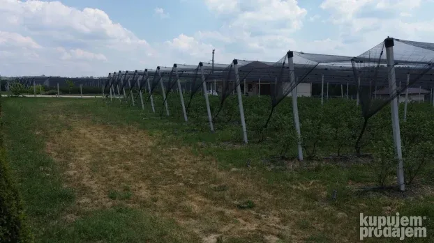 Venčane, zasad borovnica