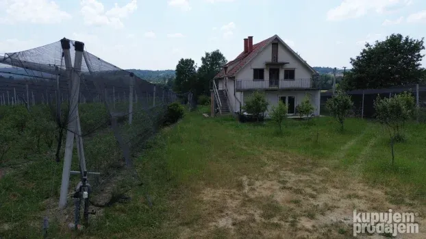 Venčane, zasad borovnica