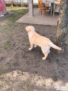 Štene labrador retrivera