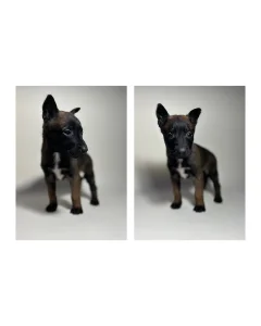 Belgijski ovcar [Malinoa] stenci