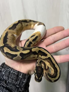 Loptasti piton piebald