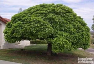 Sadnice Katalpa 2m visine