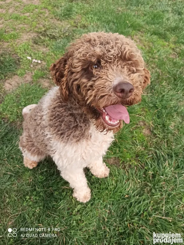 Lagoto sterilisan muzjak tartufar