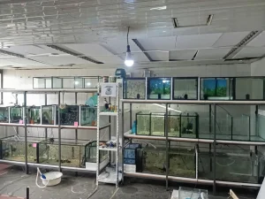 Peca akvaristika Borca-zamena i prodaja akvarijumskih ribica