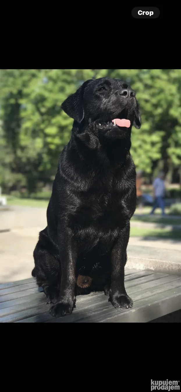 Mužijak Labrador Retrivera parenje!