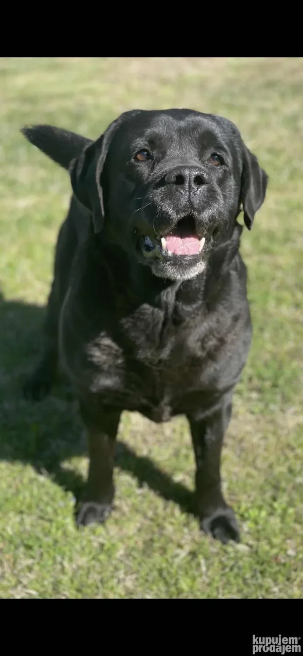 Mužijak Labrador Retrivera parenje!