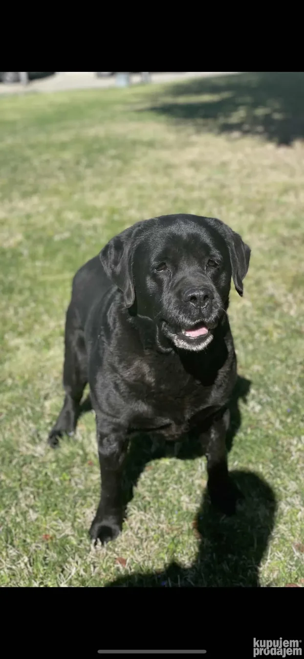 Mužijak Labrador Retrivera parenje!