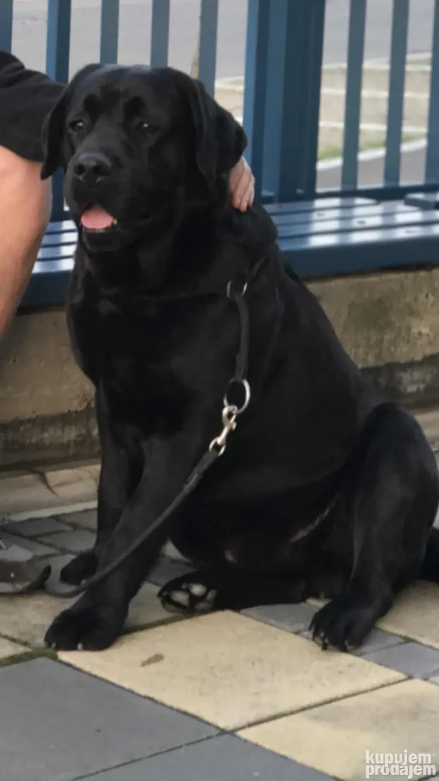 Mužijak Labrador Retrivera parenje!