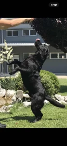 Mužijak Labrador Retrivera parenje!