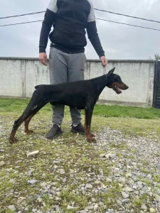Doberman