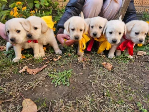 Štenci labrador retrivera