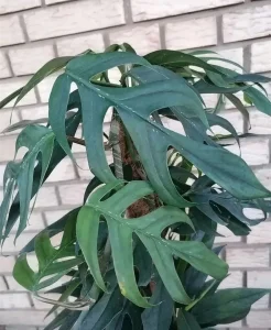Epipremnum Baltic Blue
