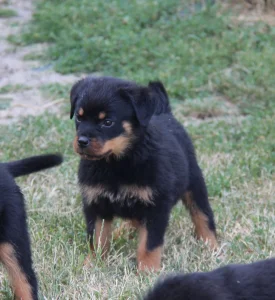 Rottweiler štenad
