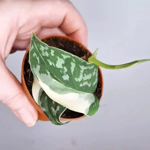 Scindapsus  Mayari variegata