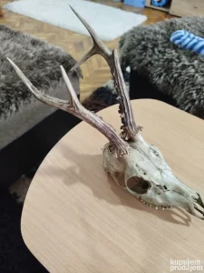 Trofejni rogovi srndaca