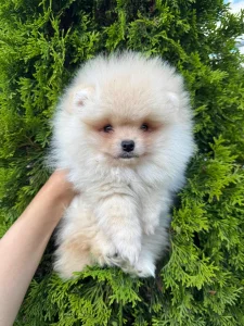 Pomeranci boo
