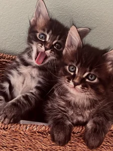 Maine Coon macici