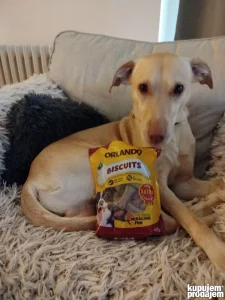 Mesanac Labradora trazi zenku