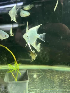 Skalari Silver White