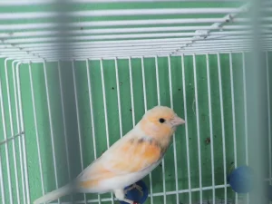 Kanarinci