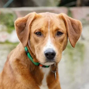 Naša draga JASMINA traži dom