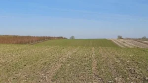 Poljoprivredno zemljšte od 25881 kod Malog Iđoša!