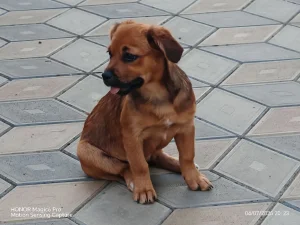 Preslatko štene traži dom pun ljubavi!
