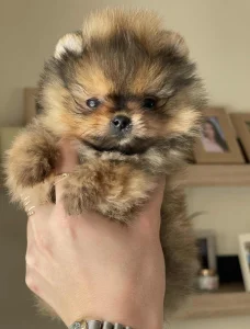 Pomeranci boo