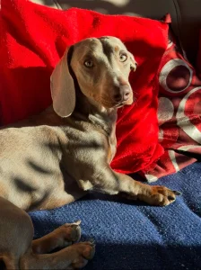 Mužjak jazavičara blue tan za parenje