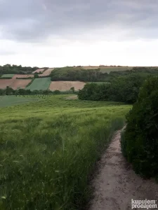 Poljoprivredno zemljište Bukovac 6800m2 HITNO!