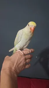 Mali aleksandri, rucno hranjeni