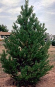 Beli bor, Pinus silvestris