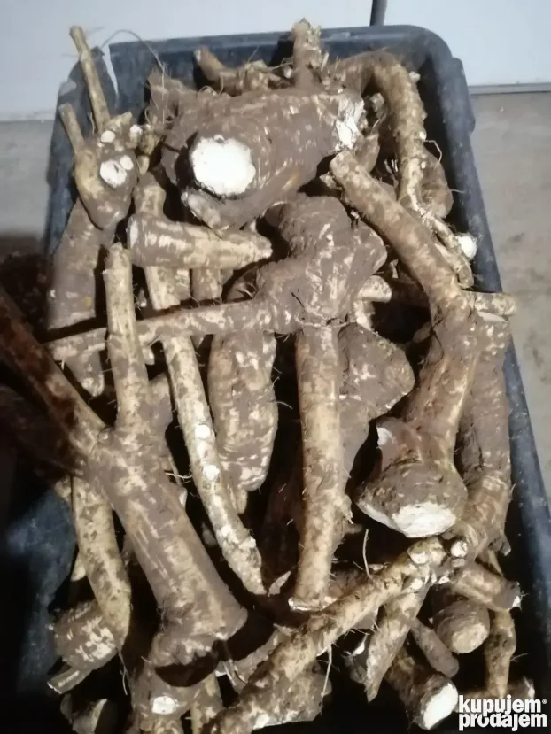 Ren u korenu i sadnice rena