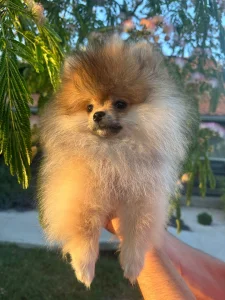 Pomeranac