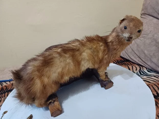 Kune zlatice