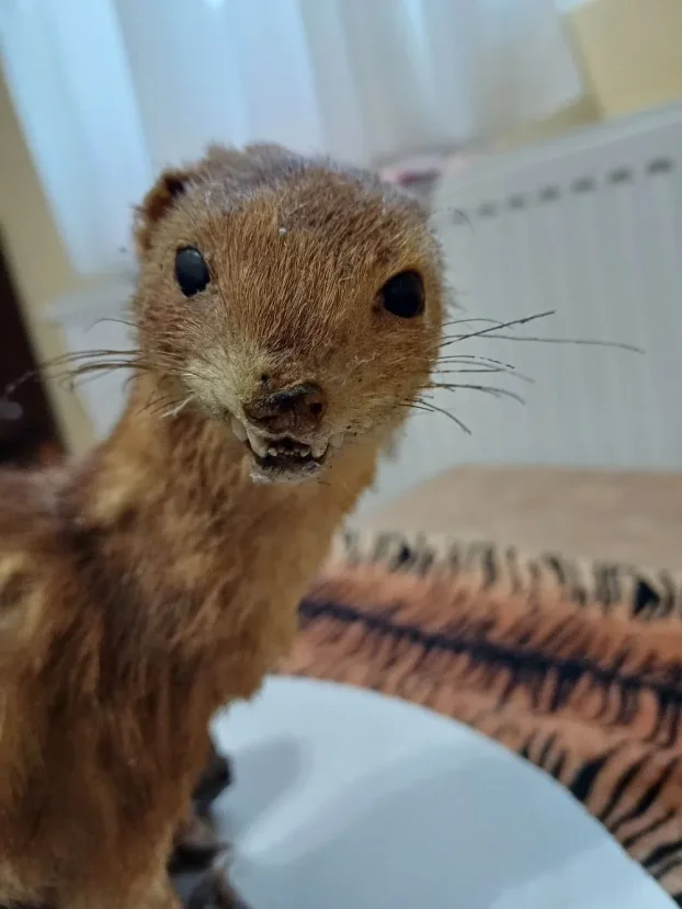Kune zlatice