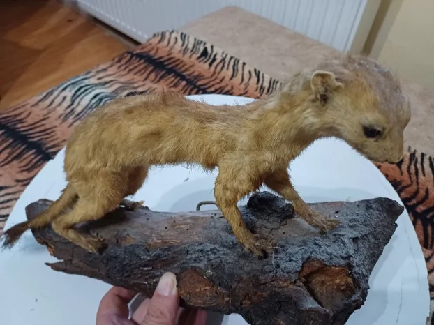 Kune zlatice