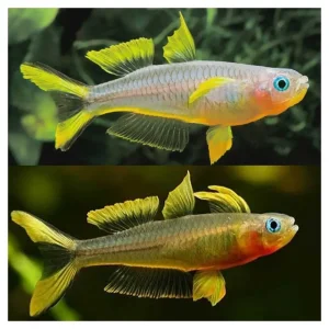 Pseudomugil furcatus - Furkata