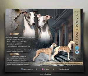 Mali Engleski Hrt Whippet stenci