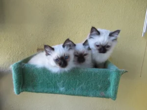 Sveta birma macici za udomljavanje