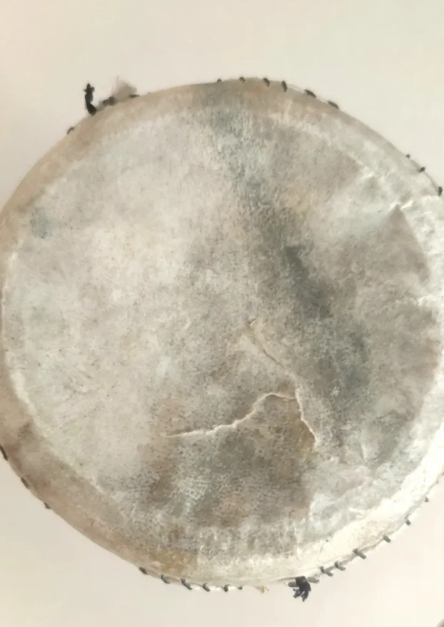 Afrički bubanj - tarantula