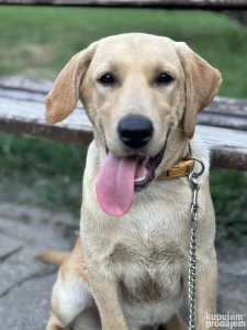 Udomite štene labradora