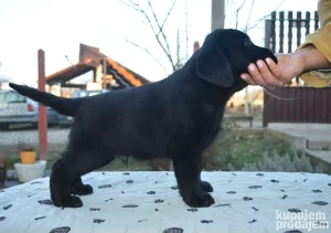 Stenci labrador retrivera