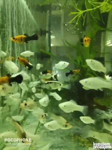 Akvarijumske ribice moli