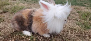 Odrasli patuljasti Lavlja glava i Ovnoliki