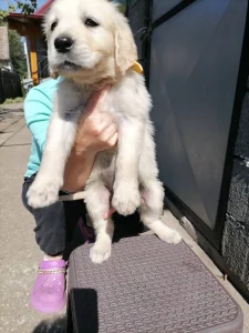 Zlatni retriveri i Labradori