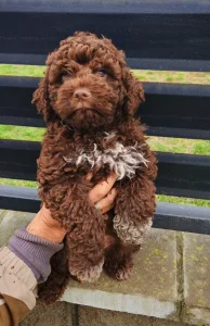 Štene Lagoto romanjolo