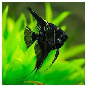 Pterophyllum scalare var. - Skalar marble