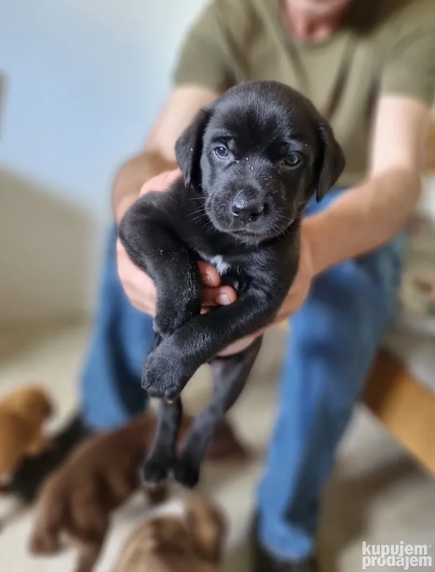 NA POKLON Mešanac crnog labradora