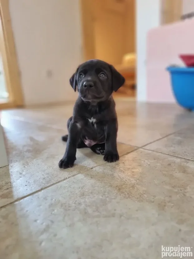 NA POKLON Mešanac crnog labradora